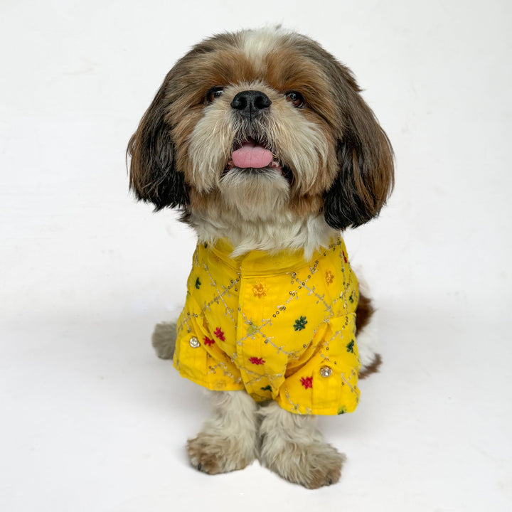 Pawgy Pets Festive Shirt Yellow for Dogs