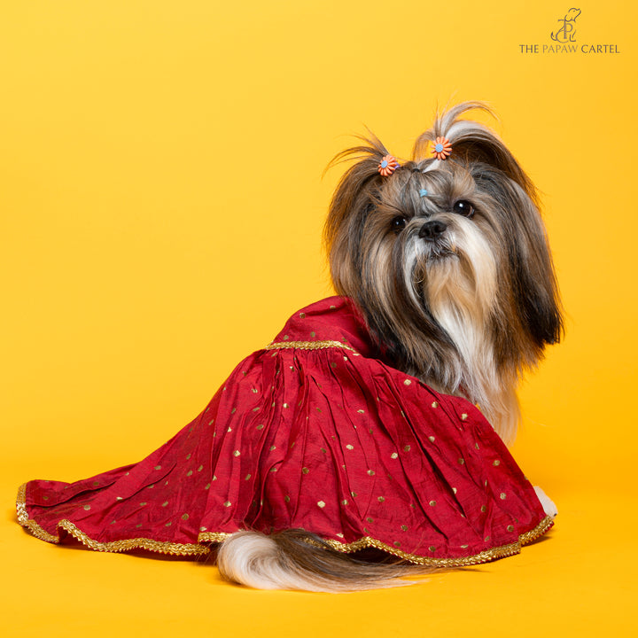 Desi girl in Red banarasi polka dot gown for dogs