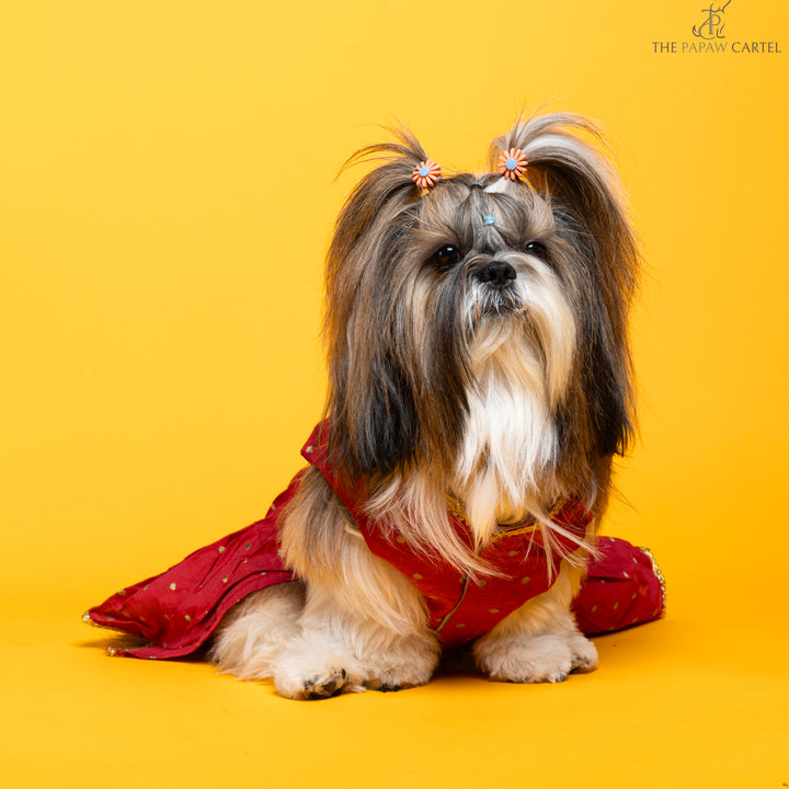 Desi girl in Red banarasi polka dot gown for dogs