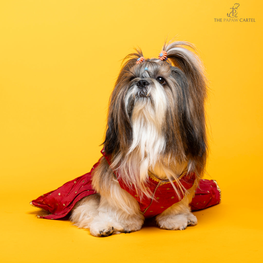 Desi girl in Red banarasi polka dot gown for dogs