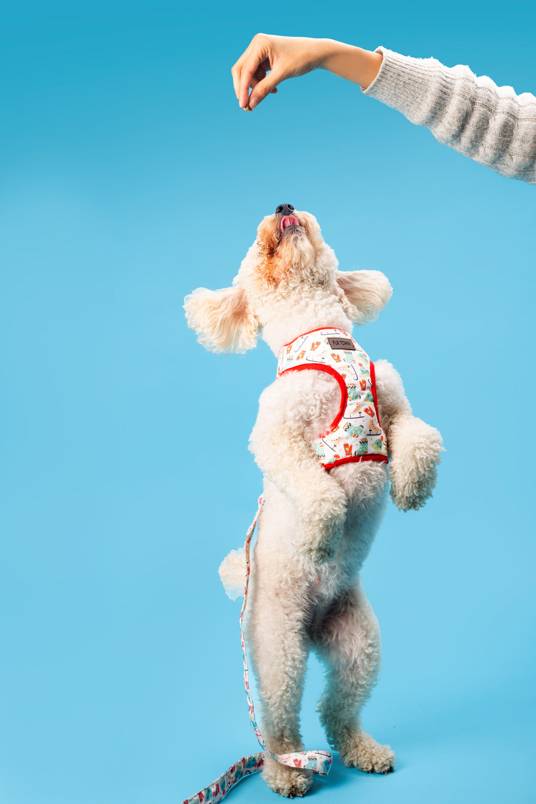 Winter wonderland Harness