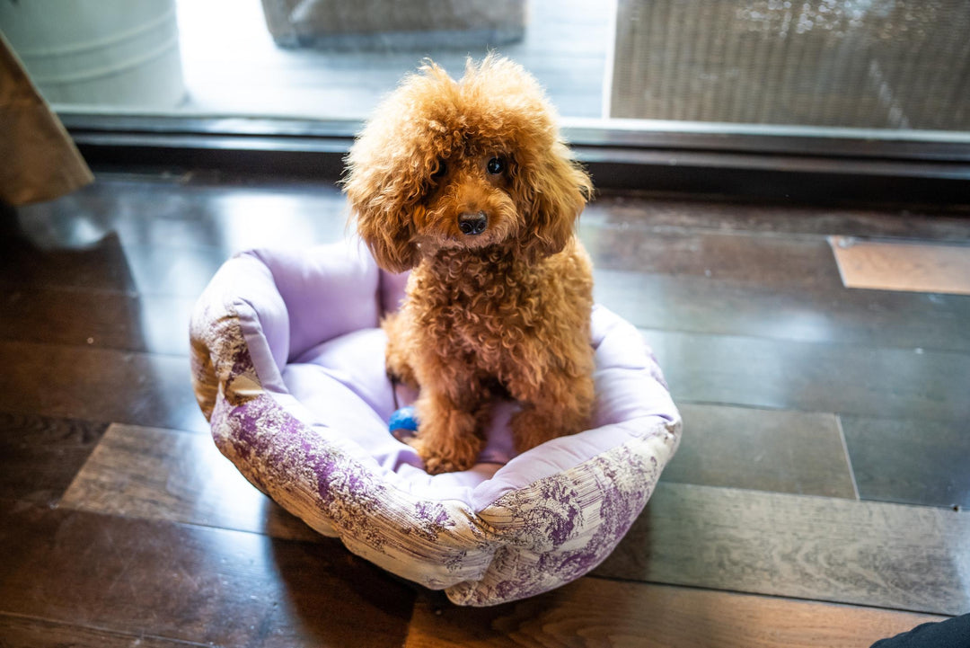 Lilac Cuddly Lounger