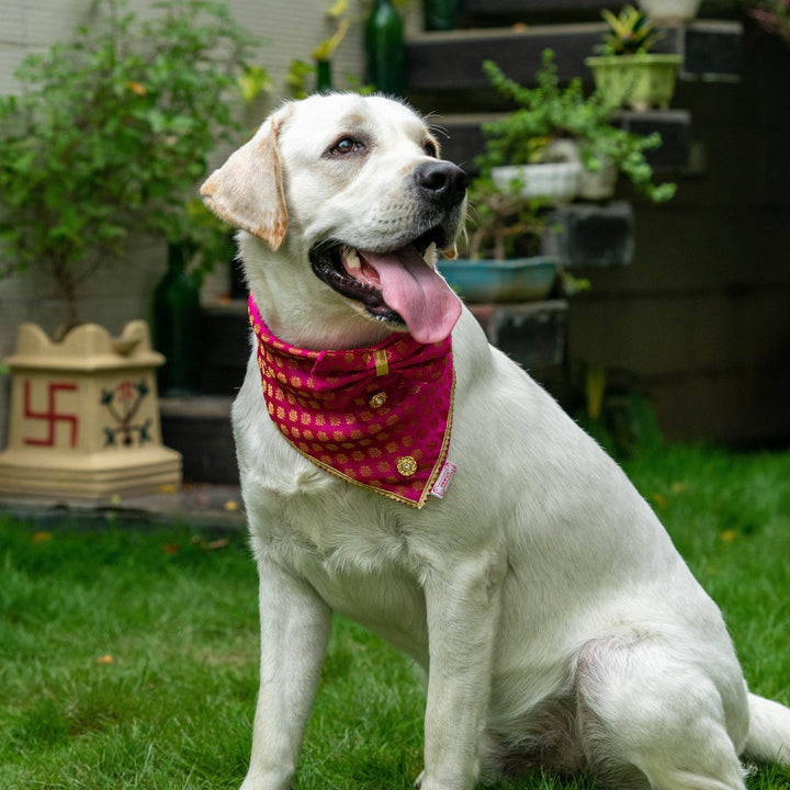 Pawgy Pets Occasion wear Bow Bandana Pink for Dogs & Cats