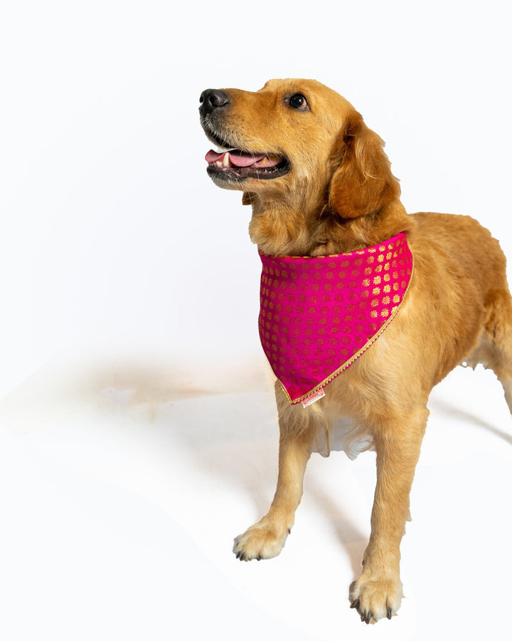 Pawgy Pets Occasion wear bandana Pink for Dogs & Cats