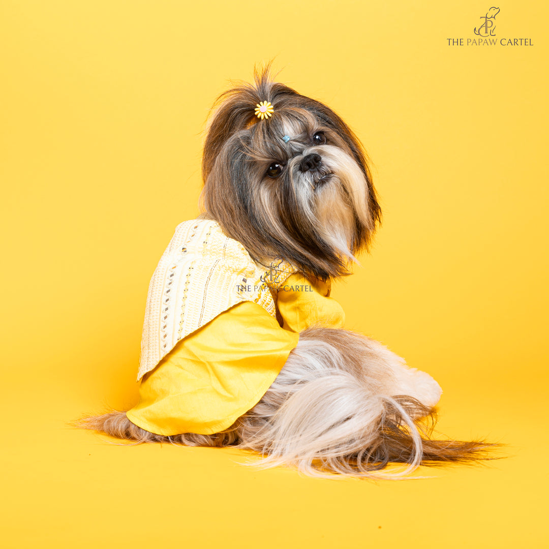 Sunshine yellow koti kurta set with mirror embroidery For dogs