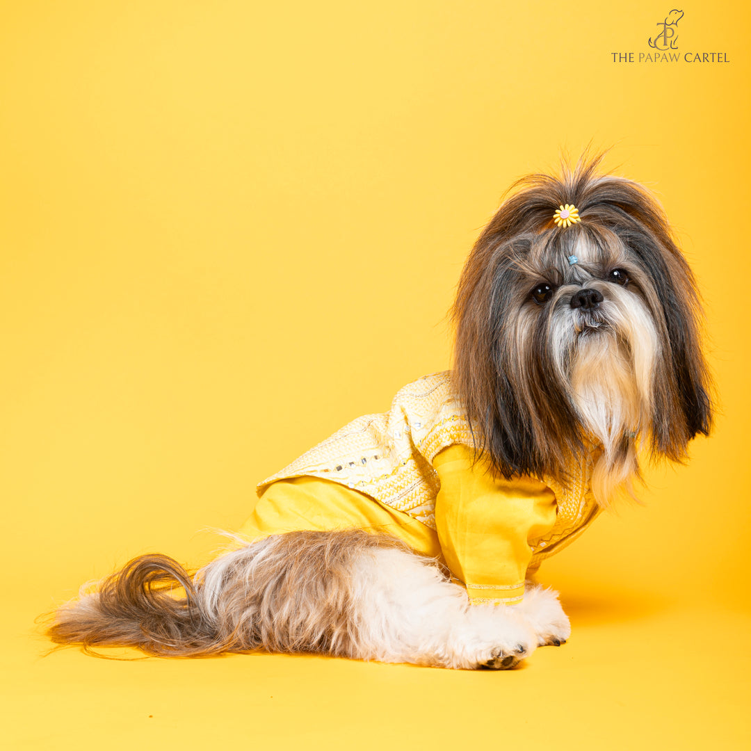 Sunshine yellow koti kurta set with mirror embroidery For dogs