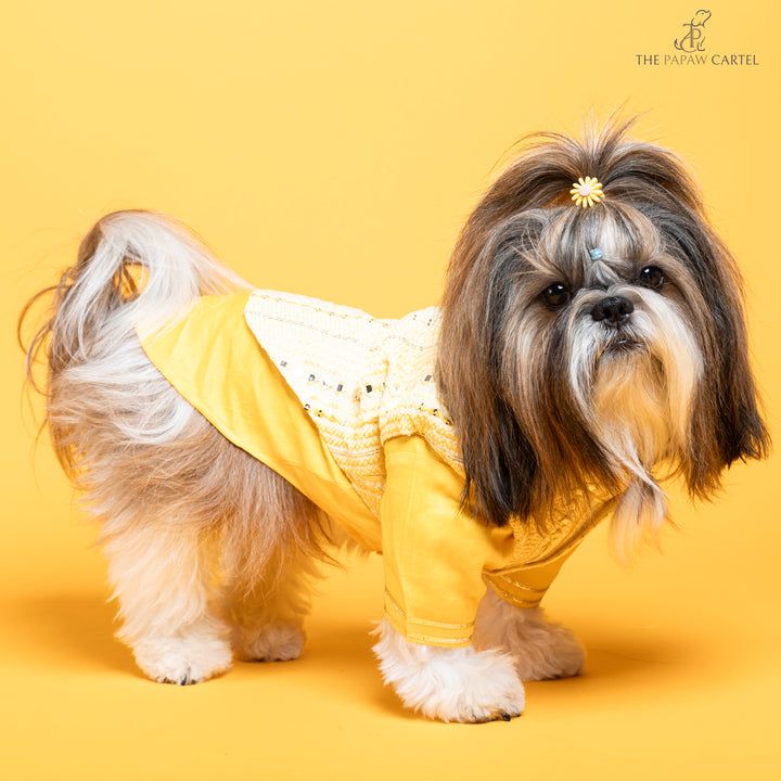 Sunshine yellow koti kurta set with mirror embroidery For dogs