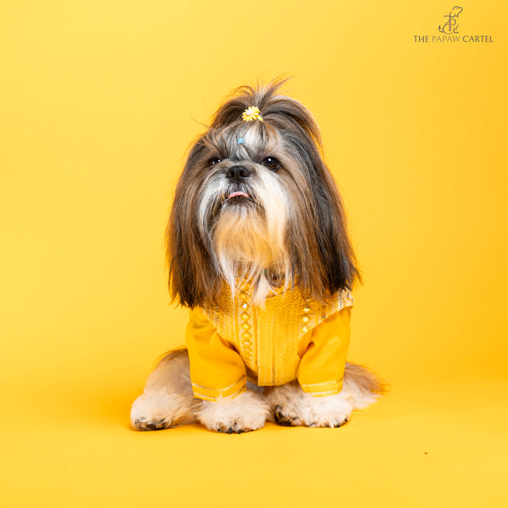 Sunshine yellow koti kurta set with mirror embroidery For dogs